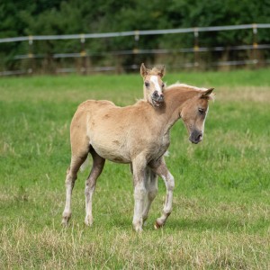 Peter Reich und Dr. Hans-Jörg Zöllner beobachten den Weg der Haflinger vom Stall auf die Weide