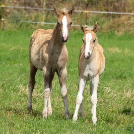 Peter Reich und Dr. Hans-Jörg Zöllner beobachten den Weg der Haflinger vom Stall auf die Weide