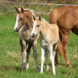 Peter Reich und Dr. Hans-Jörg Zöllner beobachten den Weg der Haflinger vom Stall auf die Weide
