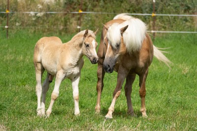 Peter Reich und Dr. Hans-Jörg Zöllner beobachten den Weg der Haflinger vom Stall auf die Weide
