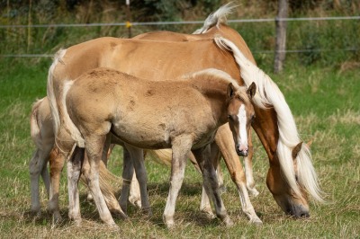 Peter Reich und Dr. Hans-Jörg Zöllner beobachten den Weg der Haflinger vom Stall auf die Weide