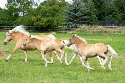 Peter Reich und Dr. Hans-Jörg Zöllner beobachten den Weg der Haflinger vom Stall auf die Weide