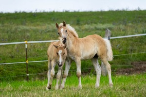 Peter Reich und Dr. Hans-Jörg Zöllner beobachten den Weg der Haflinger vom Stall auf die Weide