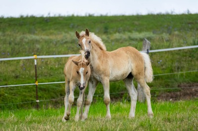 Peter Reich und Dr. Hans-Jörg Zöllner beobachten den Weg der Haflinger vom Stall auf die Weide