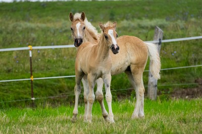 Peter Reich und Dr. Hans-Jörg Zöllner beobachten den Weg der Haflinger vom Stall auf die Weide