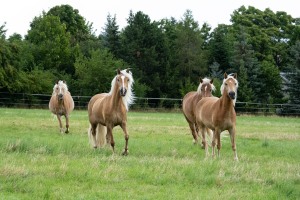 Peter Reich und Dr. Hans-Jörg Zöllner beobachten den Weg der Haflinger vom Stall auf die Weide