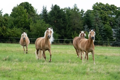 Peter Reich und Dr. Hans-Jörg Zöllner beobachten den Weg der Haflinger vom Stall auf die Weide