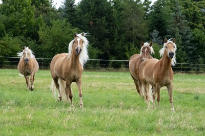 Peter Reich und Dr. Hans-Jörg Zöllner beobachten den Weg der Haflinger vom Stall auf die Weide