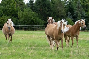 Peter Reich und Dr. Hans-Jörg Zöllner beobachten den Weg der Haflinger vom Stall auf die Weide
