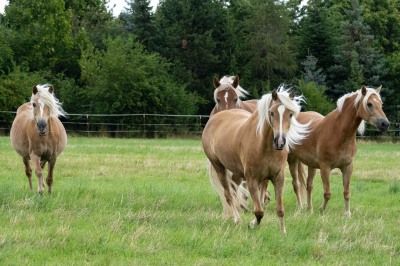 Peter Reich und Dr. Hans-Jörg Zöllner beobachten den Weg der Haflinger vom Stall auf die Weide