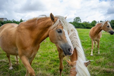 Peter Reich und Dr. Hans-Jörg Zöllner beobachten den Weg der Haflinger vom Stall auf die Weide
