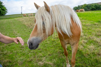 Peter Reich und Dr. Hans-Jörg Zöllner beobachten den Weg der Haflinger vom Stall auf die Weide