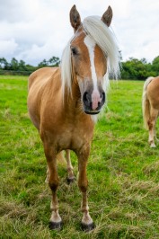 Peter Reich und Dr. Hans-Jörg Zöllner beobachten den Weg der Haflinger vom Stall auf die Weide
