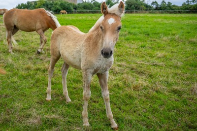 Peter Reich und Dr. Hans-Jörg Zöllner beobachten den Weg der Haflinger vom Stall auf die Weide