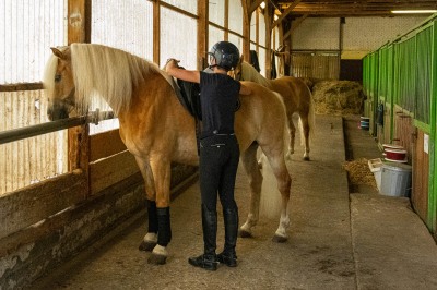 Peter Reich und Dr. Hans-Jörg Zöllner sehen beim Training der Haflinger zu