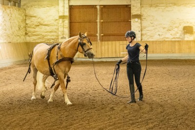 Peter Reich und Dr. Hans-Jörg Zöllner sehen beim Training der Haflinger zu
