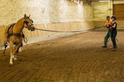 Peter Reich und Dr. Hans-Jörg Zöllner sehen beim Training der Haflinger zu