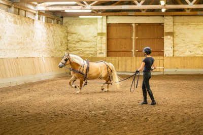 Peter Reich und Dr. Hans-Jörg Zöllner sehen beim Training der Haflinger zu