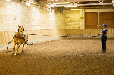 Peter Reich und Dr. Hans-Jörg Zöllner sehen beim Training der Haflinger zu