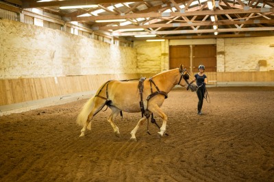 Peter Reich und Dr. Hans-Jörg Zöllner sehen beim Training der Haflinger zu