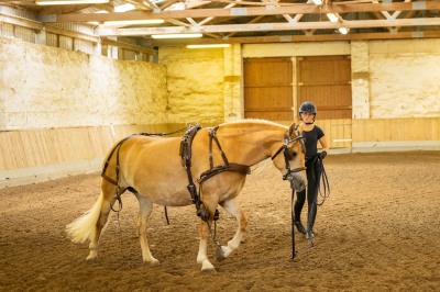 Peter Reich und Dr. Hans-Jörg Zöllner sehen beim Training der Haflinger zu