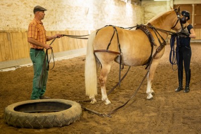 Peter Reich und Dr. Hans-Jörg Zöllner sehen beim Training der Haflinger zu