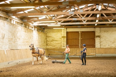 Peter Reich und Dr. Hans-Jörg Zöllner sehen beim Training der Haflinger zu