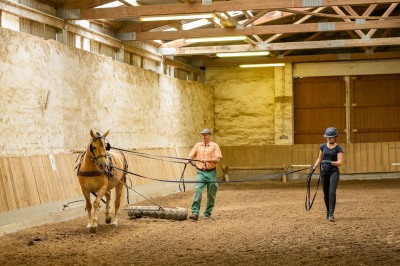 Peter Reich und Dr. Hans-Jörg Zöllner sehen beim Training der Haflinger zu