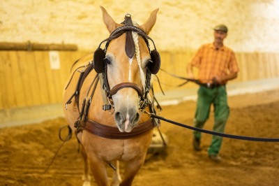 Peter Reich und Dr. Hans-Jörg Zöllner sehen beim Training der Haflinger zu