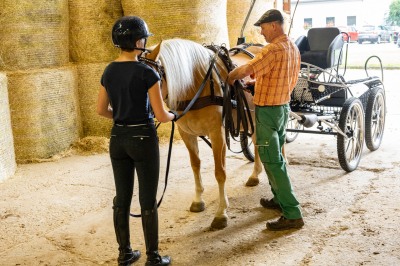 Peter Reich und Dr. Hans-Jörg Zöllner sehen beim Training der Haflinger zu