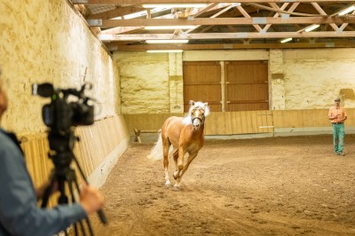 Peter Reich und Dr. Hans-Jörg Zöllner sehen beim Training der Haflinger zu
