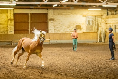 Peter Reich und Dr. Hans-Jörg Zöllner sehen beim Training der Haflinger zu