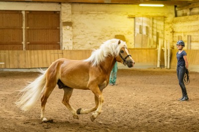 Peter Reich und Dr. Hans-Jörg Zöllner sehen beim Training der Haflinger zu