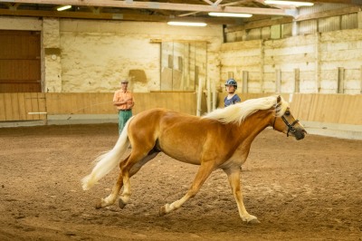 Peter Reich und Dr. Hans-Jörg Zöllner sehen beim Training der Haflinger zu