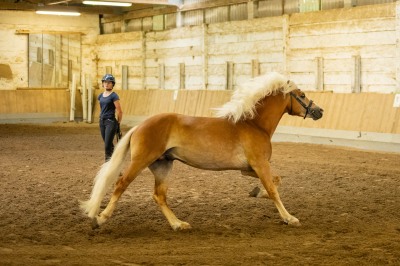 Peter Reich und Dr. Hans-Jörg Zöllner sehen beim Training der Haflinger zu