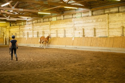 Peter Reich und Dr. Hans-Jörg Zöllner sehen beim Training der Haflinger zu