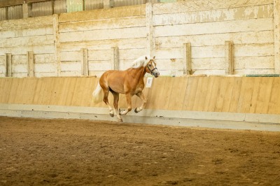 Peter Reich und Dr. Hans-Jörg Zöllner sehen beim Training der Haflinger zu