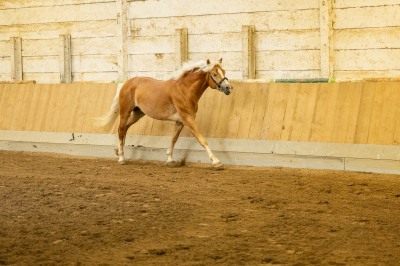 Peter Reich und Dr. Hans-Jörg Zöllner sehen beim Training der Haflinger zu