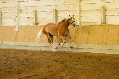 Peter Reich und Dr. Hans-Jörg Zöllner sehen beim Training der Haflinger zu