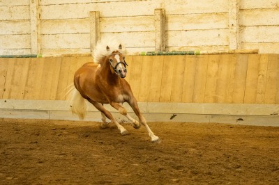 Peter Reich und Dr. Hans-Jörg Zöllner sehen beim Training der Haflinger zu