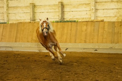 Peter Reich und Dr. Hans-Jörg Zöllner sehen beim Training der Haflinger zu