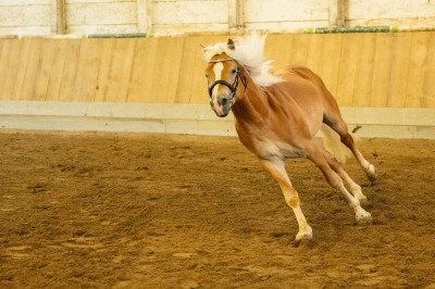 Peter Reich und Dr. Hans-Jörg Zöllner sehen beim Training der Haflinger zu