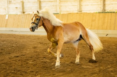 Peter Reich und Dr. Hans-Jörg Zöllner sehen beim Training der Haflinger zu