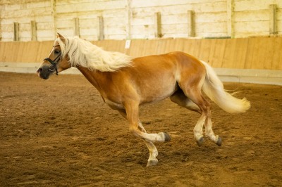 Peter Reich und Dr. Hans-Jörg Zöllner sehen beim Training der Haflinger zu