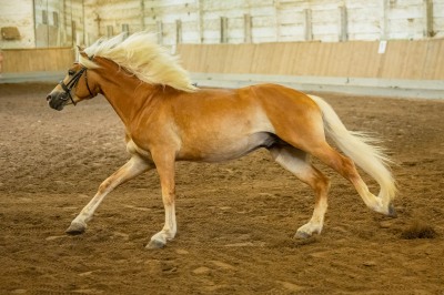 Peter Reich und Dr. Hans-Jörg Zöllner sehen beim Training der Haflinger zu
