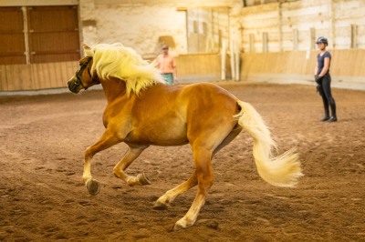 Peter Reich und Dr. Hans-Jörg Zöllner sehen beim Training der Haflinger zu