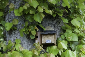 Kleines Haus am Baum, Schottland