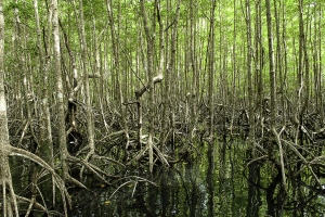 Urwald Urwald