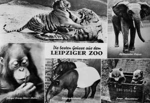Deutschland-Leipzig-Beste-Gruesse-aus-dem-Leipziger-Zoo-1970-J115-B