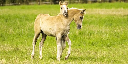 2025 - Auftrieb der Haflinger des Thüringer Lehr-, Prüf- und Versuchsgut Buttelstedt Außenstelle Dornburg